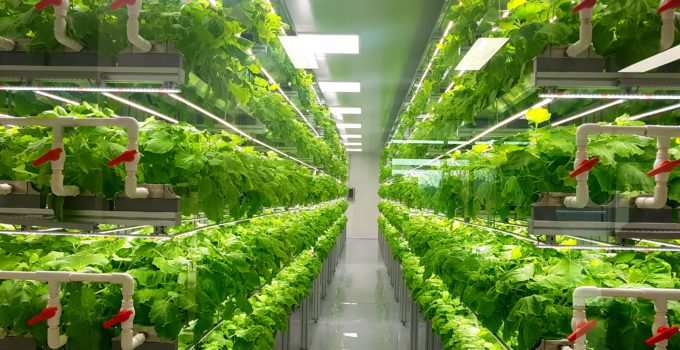 Vertical Farming: The Crucial Role of Automation in Profitability