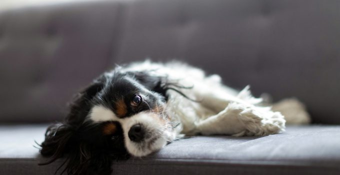 Dog relaxing on the sofa