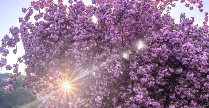 rays of the sunshine through the crown of a blooming pink cherry tree. Sunset