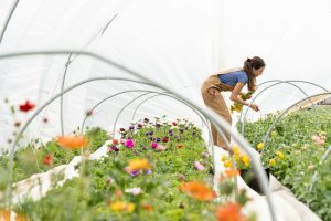 Post-Scarcity: Automation, Food Tech, and the Infrastructure of Abundance