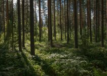 The Healing Power of Forests: Embracing Nature for Well-being