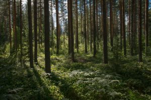 The Healing Power of Forests: Embracing Nature for Well-being
