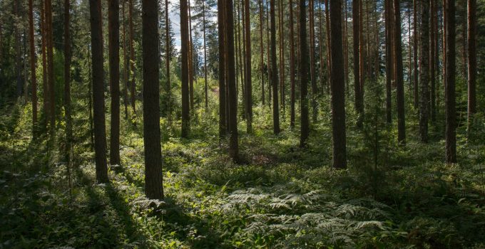 Forest